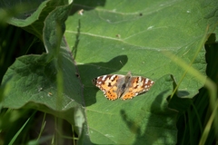 Vanessa cardui