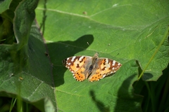 Vanessa cardui