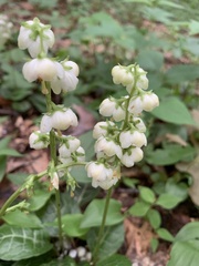 Pyrola americana