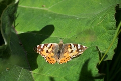 Vanessa cardui