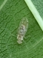 Trichopsocus
