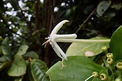 Posoqueria latifolia