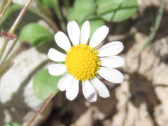 Bellium