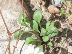Bellium