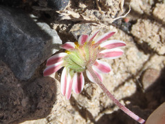 Bellium
