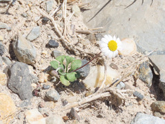 Bellium