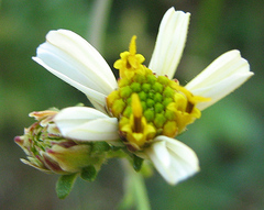 Bidens pilosa image