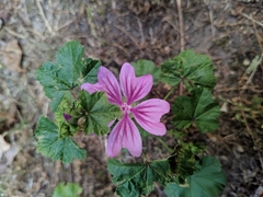 Malva sylvestris