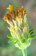 Bidens pilosa image