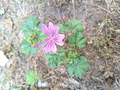 Malva sylvestris