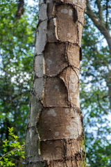 Piptadenia gonoacantha