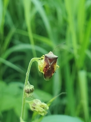 Elasmostethus interstinctus