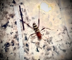 Neoclytus acuminatus