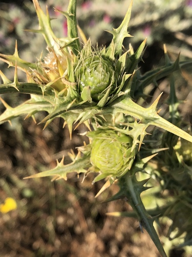 Carlina corymbosa (Carlina corymbosa)