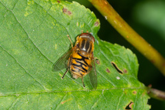 Parhelophilus frutetorum