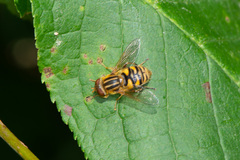 Parhelophilus frutetorum