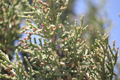 Pacarina shoemakeri