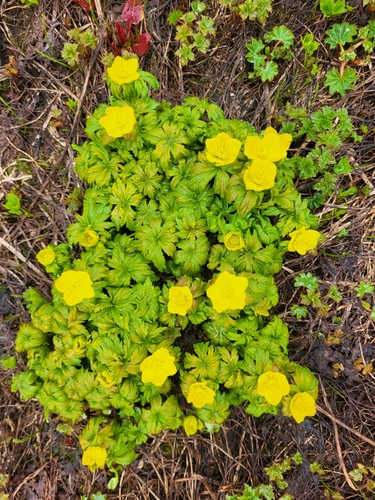 Trollius ranunculinus (Trollius ranunculinus)