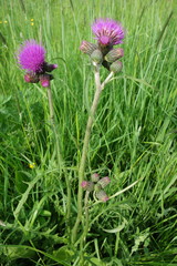 Cirsium rivulare