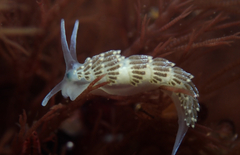 Diaphoreolis viridis