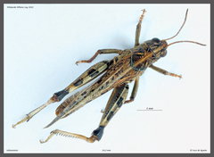 Dociostaurus maroccanus