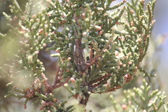 Pacarina shoemakeri