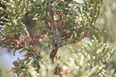 Pacarina shoemakeri