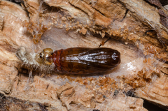 Eilema palliatella