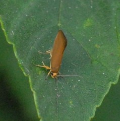 Crassa unitella