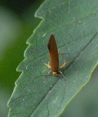 Crassa unitella