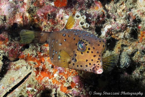 Yellow Boxfish — seen at this dive site