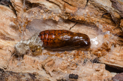 Eilema palliatella
