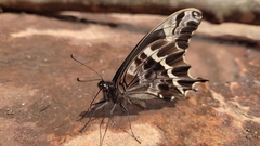 Papilio mackinnoni