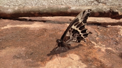 Papilio mackinnoni