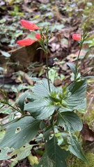 Ruellia brevifolia