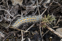Eilema palliatella