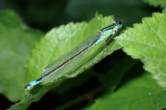 Ischnura elegans