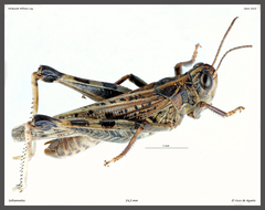 Dociostaurus maroccanus