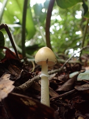 Amanita xylinivolva
