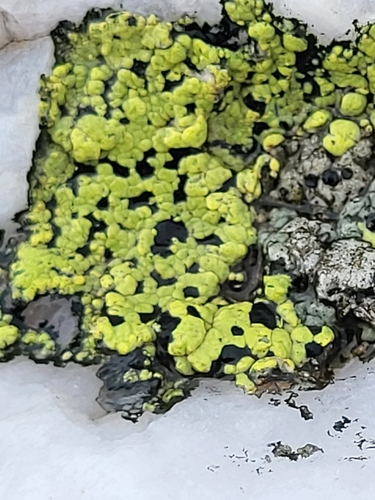 zemepisník (Rhizocarpon)