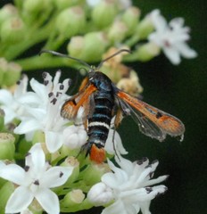 Pyropteron chrysidiforme