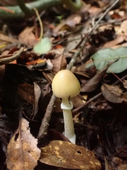 Amanita xylinivolva
