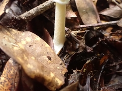 Amanita xylinivolva