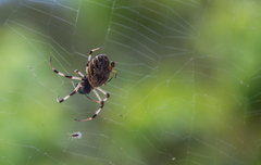 Nephilingis cruentata