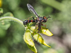 Physocephala biguttata