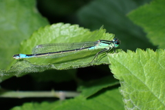 Ischnura elegans