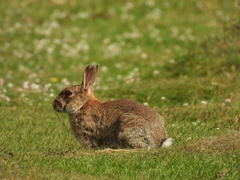 Oryctolagus cuniculus