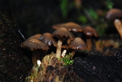 Psathyrella echinata