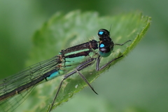 Ischnura elegans