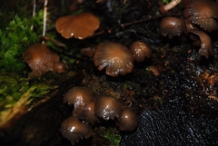 Psathyrella echinata